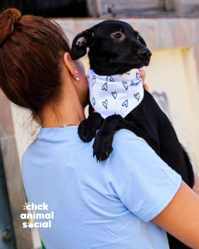 Cachorro Médio para adoção em Rio de Janeiro - Rio de Janeiro