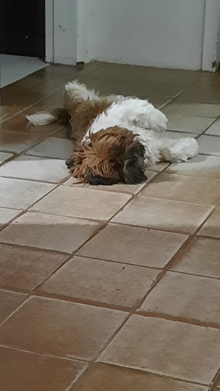 Cachorro Pequeno para adoção em Balneário Camboriú - Santa Catarina