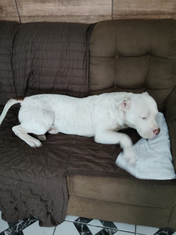 Cachorro Médio para adoção em Nova Iguaçu - Rio de Janeiro