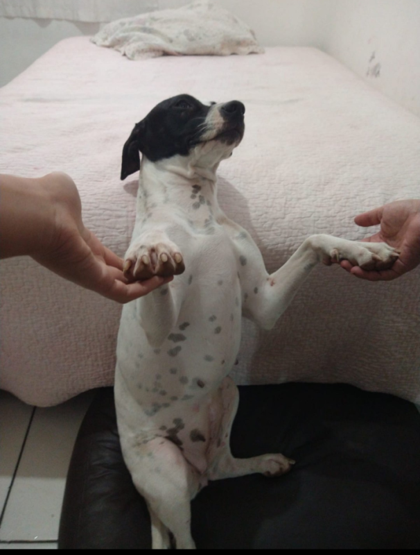 Cachorro Médio para adoção em Niterói - Rio de Janeiro