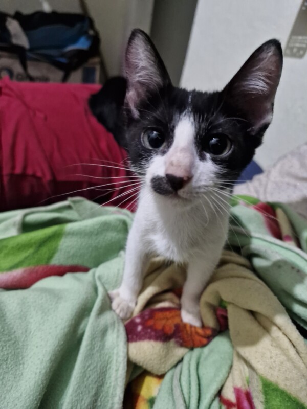 Gato Médio para adoção em Cuiabá - Mato Grosso