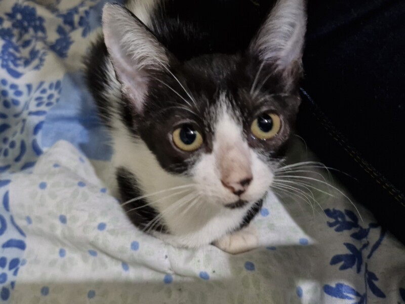 Gato Médio para adoção em Cuiabá - Mato Grosso