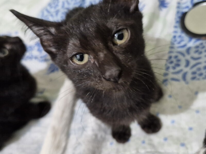 Gato Médio para adoção em Cuiabá - Mato Grosso