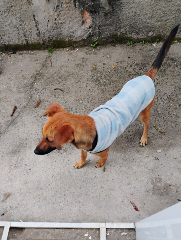 Cachorro Médio para adoção em Jacareí - São Paulo