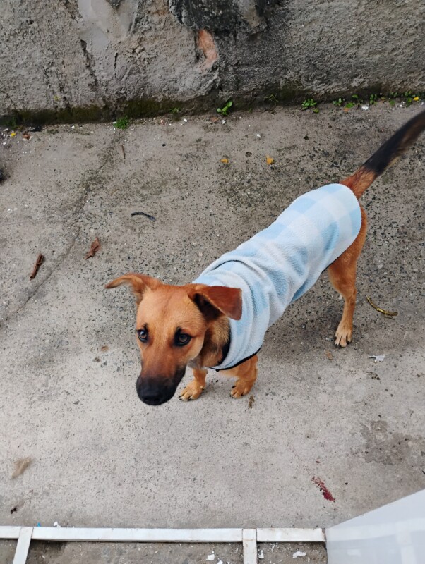 Cachorro Médio para adoção em Jacareí - São Paulo