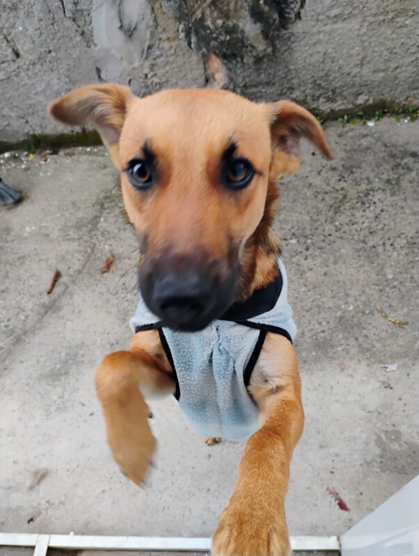 Cachorro Médio para adoção em Jacareí - São Paulo