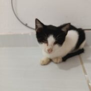 Gato porte pequeno para adoção em Conde - Paraíba