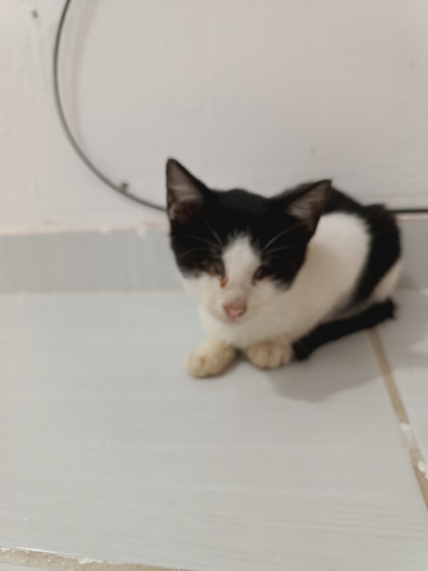 Gato Pequeno para adoção em Conde - Paraíba