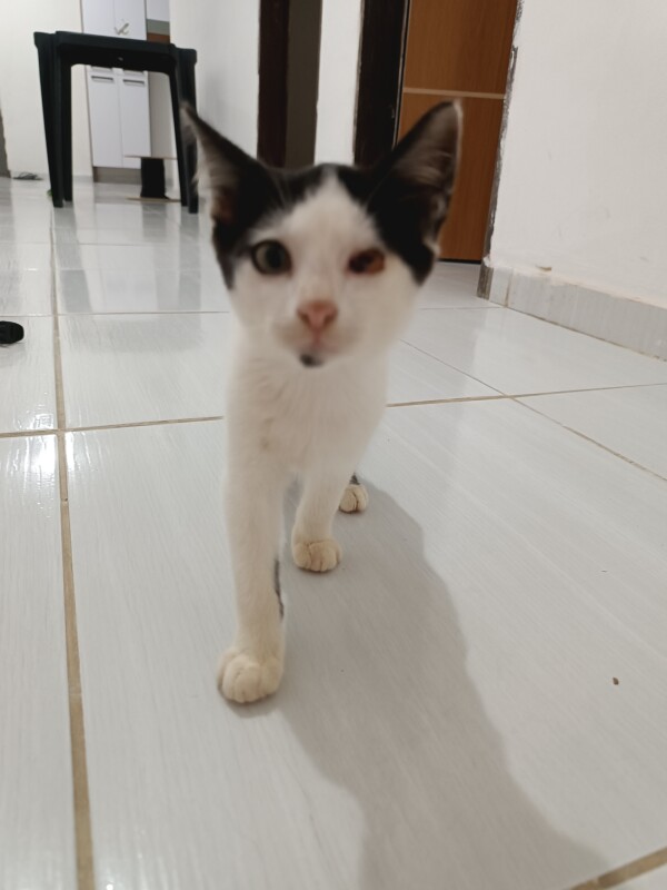 Gato Pequeno para adoção em Conde - Paraíba