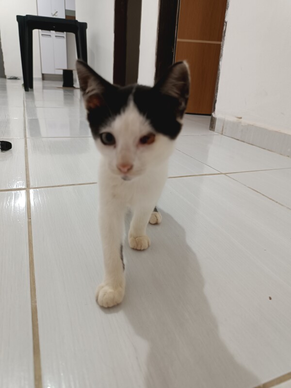 Gato Pequeno para adoção em Conde - Paraíba