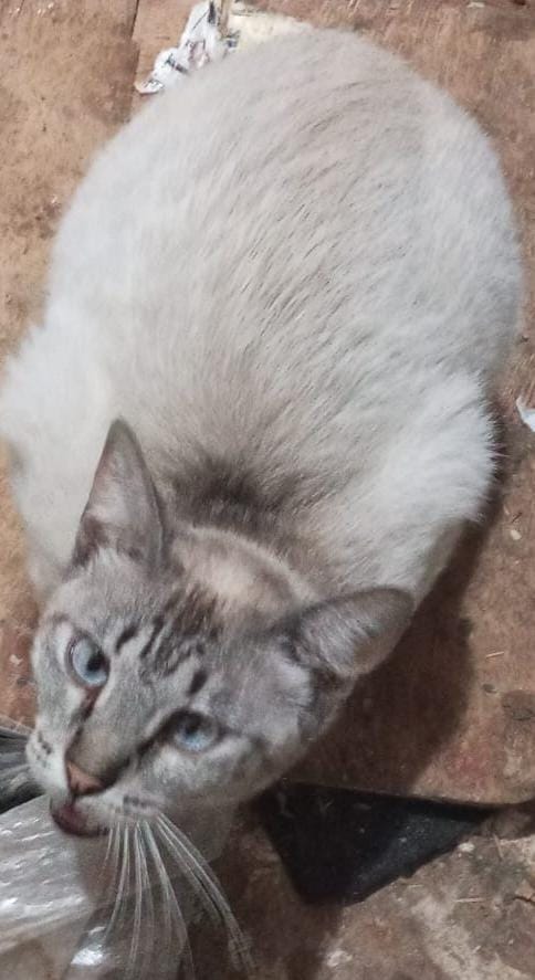 Gato Pequeno para adoção em Porto Alegre - Rio Grande do Sul