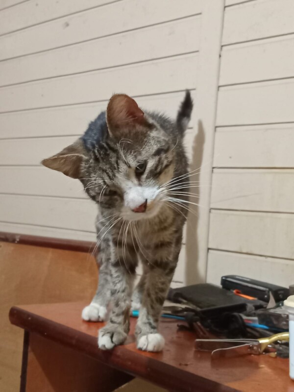 Gato Pequeno para adoção em Porto Alegre - Rio Grande do Sul