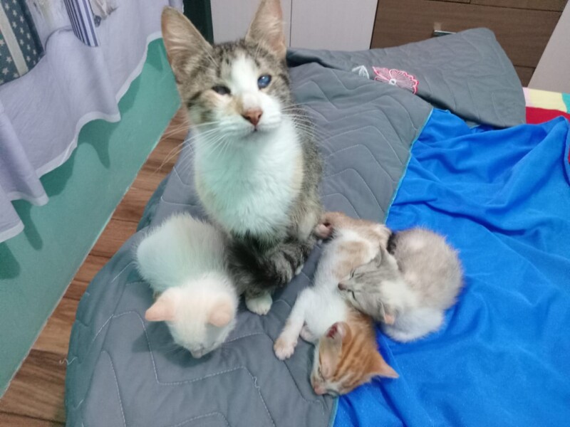 Gato Pequeno para adoção em Porto Alegre - Rio Grande do Sul