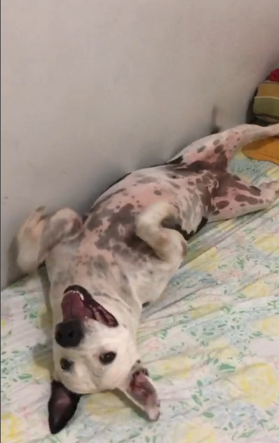 Cachorro Médio para adoção em Valparaíso de Goiás - Goiás