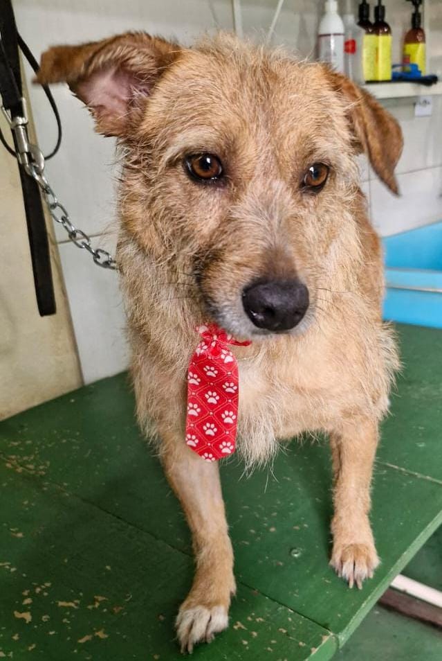 Cachorro Pequeno para adoção em Cotia - São Paulo