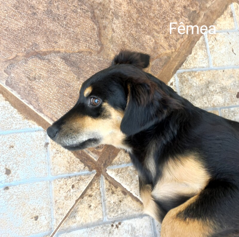 Cachorro Pequeno para adoção em Sumaré - São Paulo