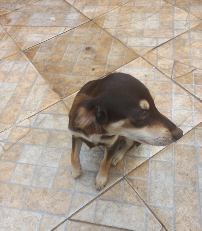 Cachorro Pequeno para adoção em Sumaré - São Paulo