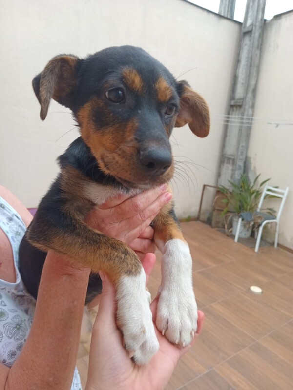 Cachorro Médio para adoção em Balneário Camboriú - Santa Catarina