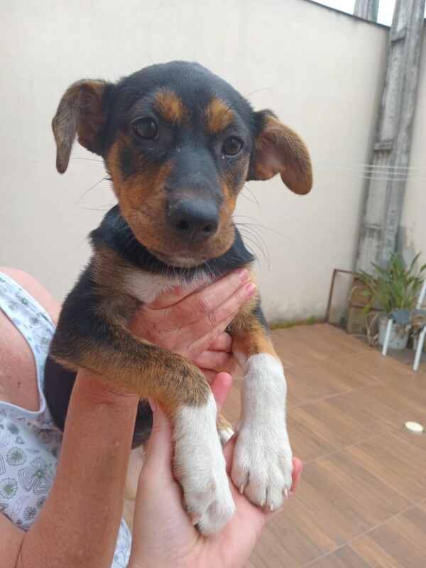 Cachorro Médio para adoção em Balneário Camboriú - Santa Catarina