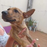 Cachorro porte medio para adoção em Balneário Camboriú - Santa Catarina