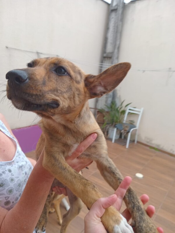 Cachorro Médio para adoção em Balneário Camboriú - Santa Catarina