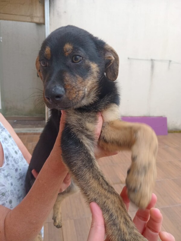 Cachorro Médio para adoção em Balneário Camboriú - Santa Catarina