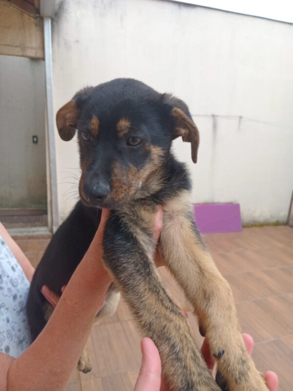 Cachorro Médio para adoção em Balneário Camboriú - Santa Catarina