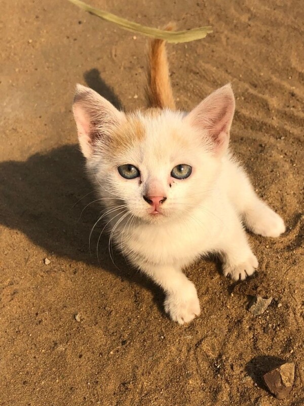 Gato Médio para adoção em Franco da Rocha - São Paulo