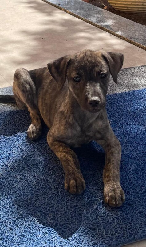 Cachorro Médio para adoção em Salvador - Bahia