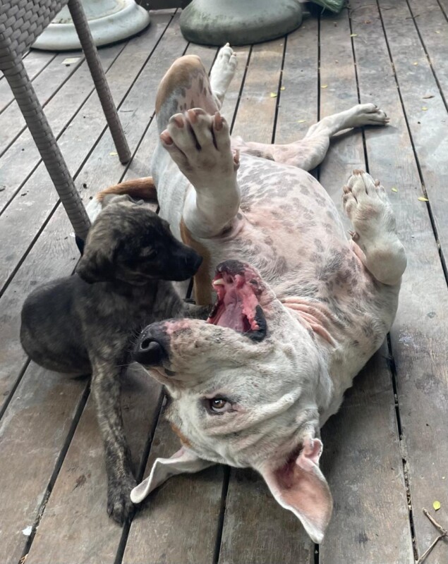 Cachorro Médio para adoção em Salvador - Bahia