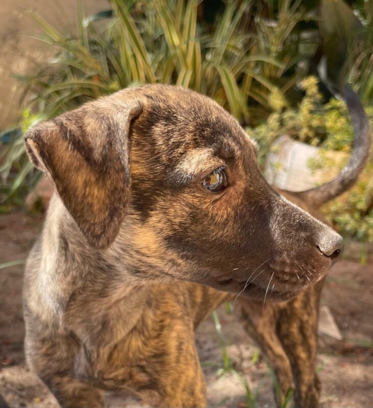 Cachorro Médio para adoção em Salvador - Bahia