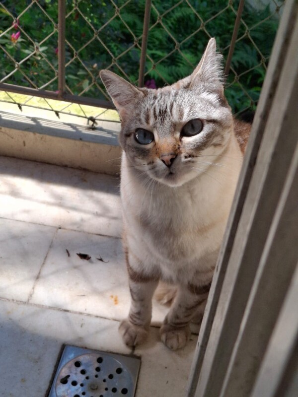 Gato Pequeno para adoção em Porto Alegre - Rio Grande do Sul