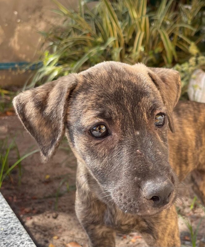 Cachorro Médio para adoção em Salvador - Bahia