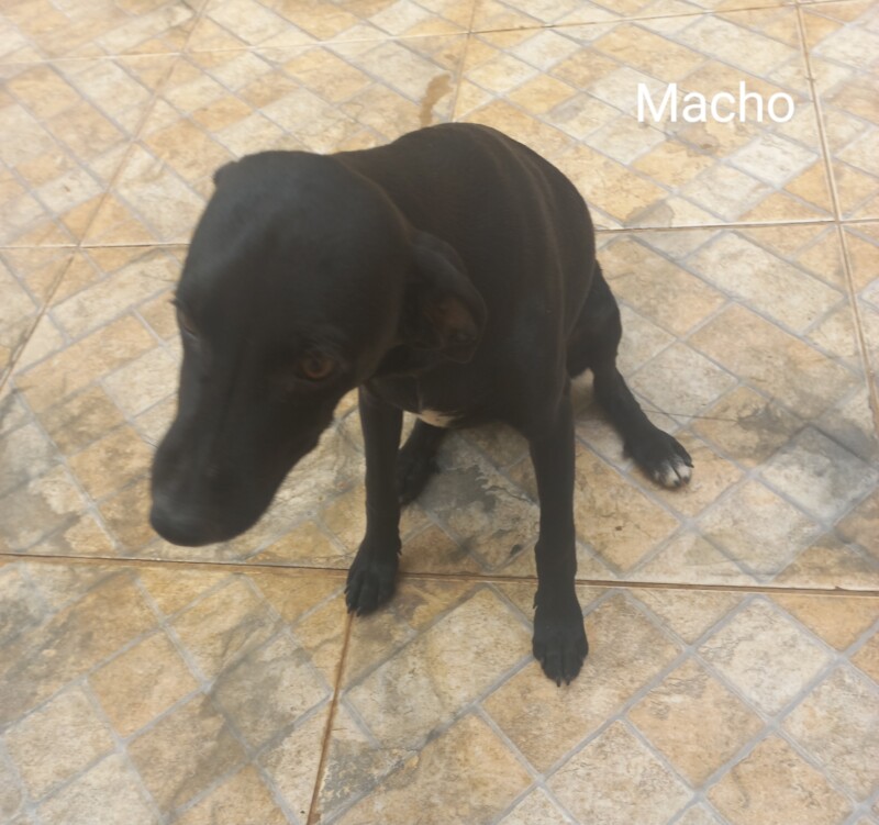 Cachorro Pequeno para adoção em Sumaré - São Paulo