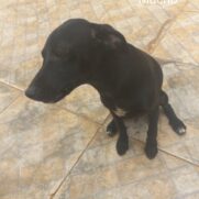 Cachorro porte pequeno para adoção em Sumaré - São Paulo