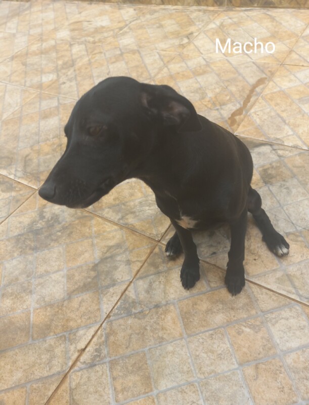 Cachorro Pequeno para adoção em Sumaré - São Paulo