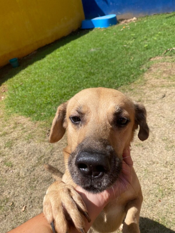 Cachorro Médio para adoção em São Paulo - São Paulo