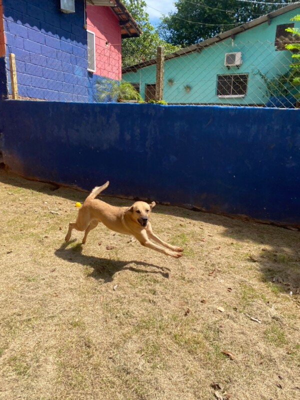 Cachorro Médio para adoção em São Paulo - São Paulo