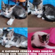 Gato porte pequeno para adoção em São Paulo - São Paulo