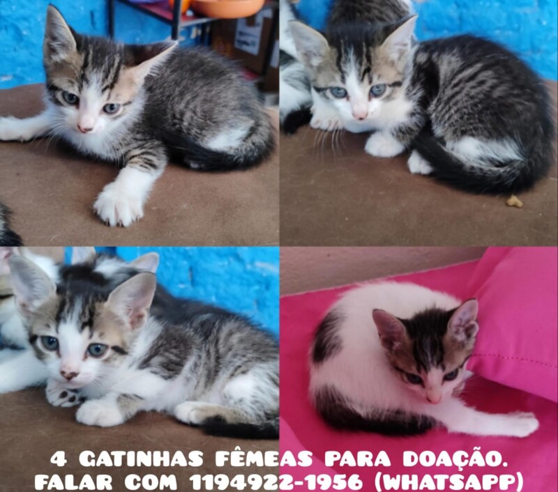 Gato Pequeno para adoção em São Paulo - São Paulo