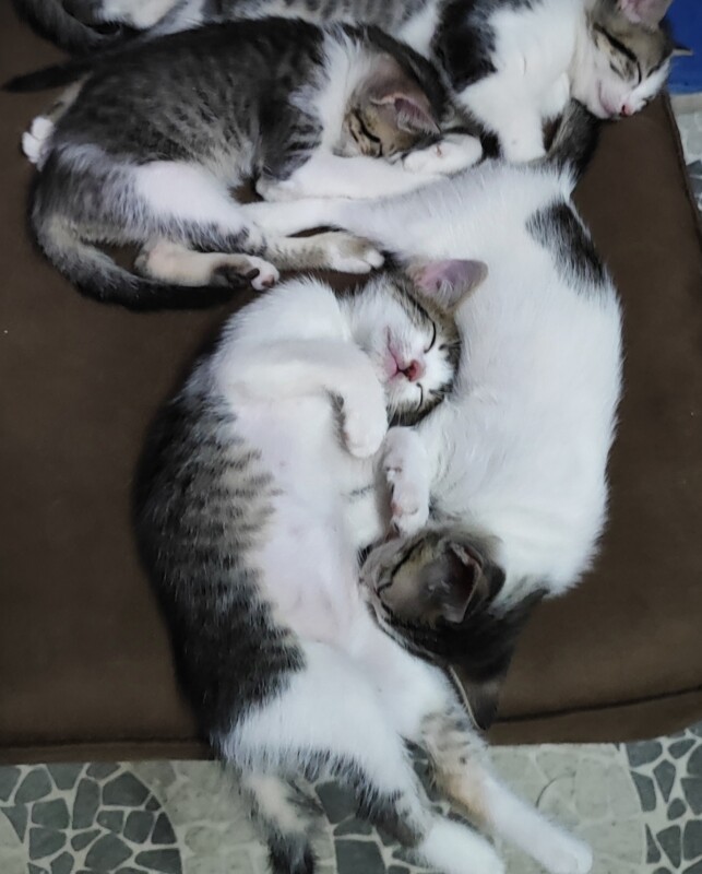 Gato Pequeno para adoção em São Paulo - São Paulo