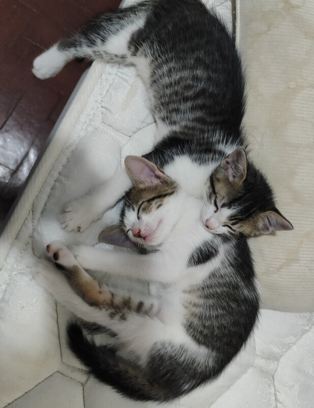 Gato Pequeno para adoção em São Paulo - São Paulo