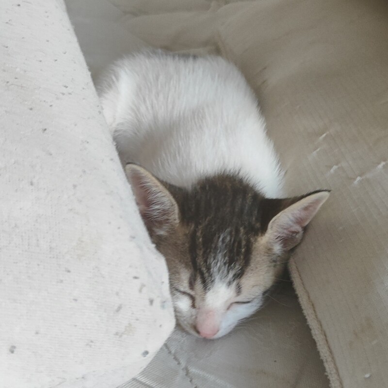 Gato Pequeno para adoção em São Paulo - São Paulo