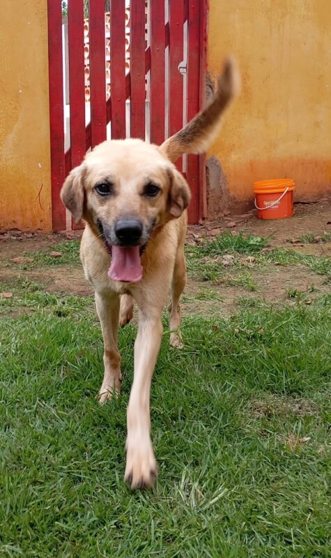 Cachorro Médio para adoção em São Paulo - São Paulo