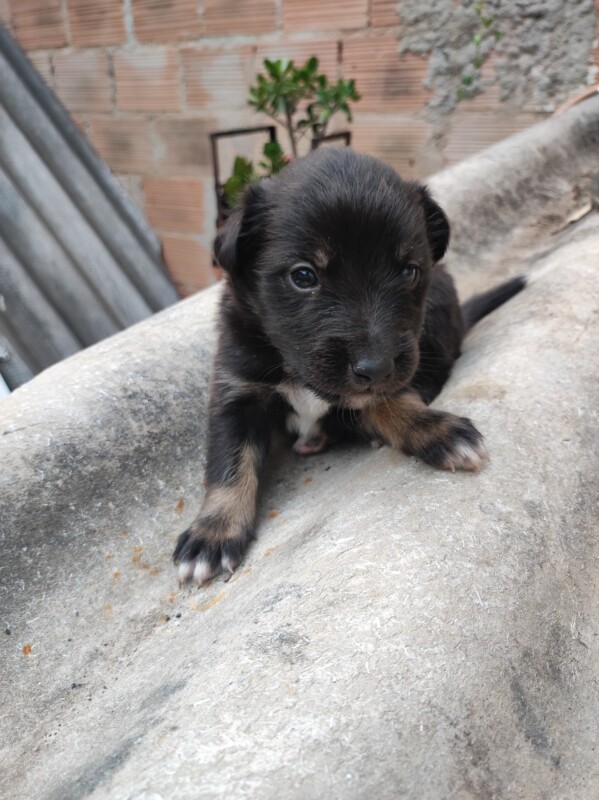 Cachorro Médio para adoção em Betim - Minas Gerais