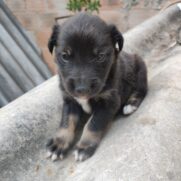 Cachorro porte medio para adoção em Betim - Minas Gerais