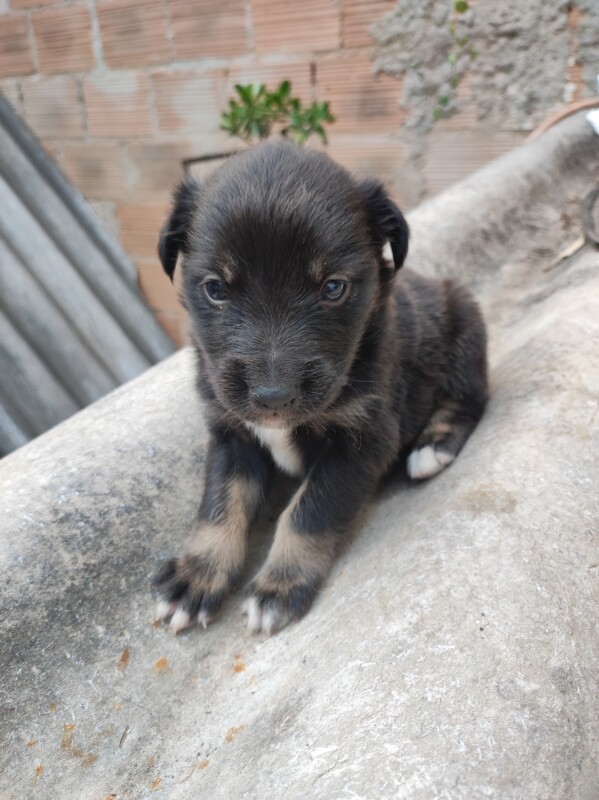 Cachorro Médio para adoção em Betim - Minas Gerais