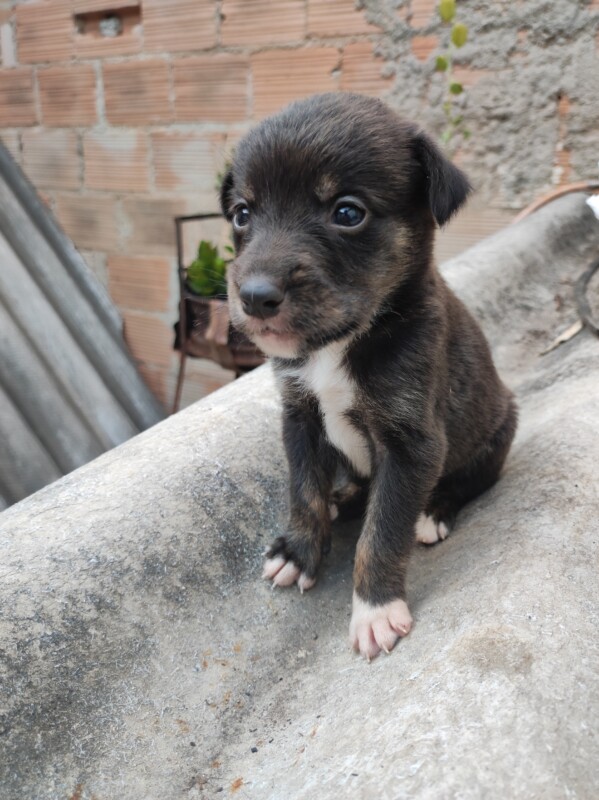 Cachorro Médio para adoção em Betim - Minas Gerais