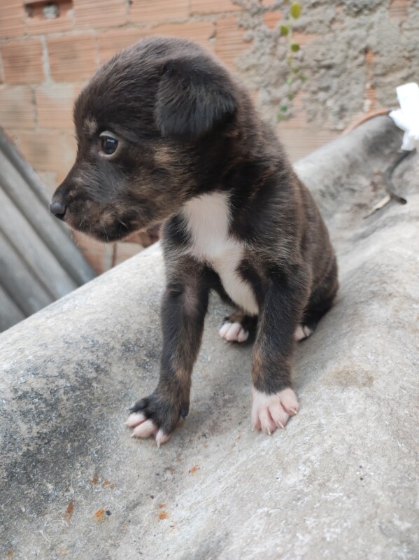 Cachorro Médio para adoção em Betim - Minas Gerais