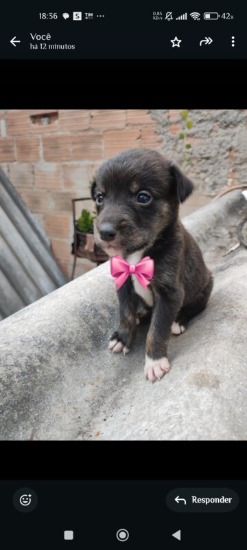 Cachorro Médio para adoção em Betim - Minas Gerais